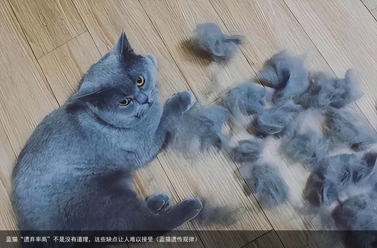 蓝猫“遗弃率高”不是没有道理，这些缺点让人难以接受（蓝猫遗传规律）