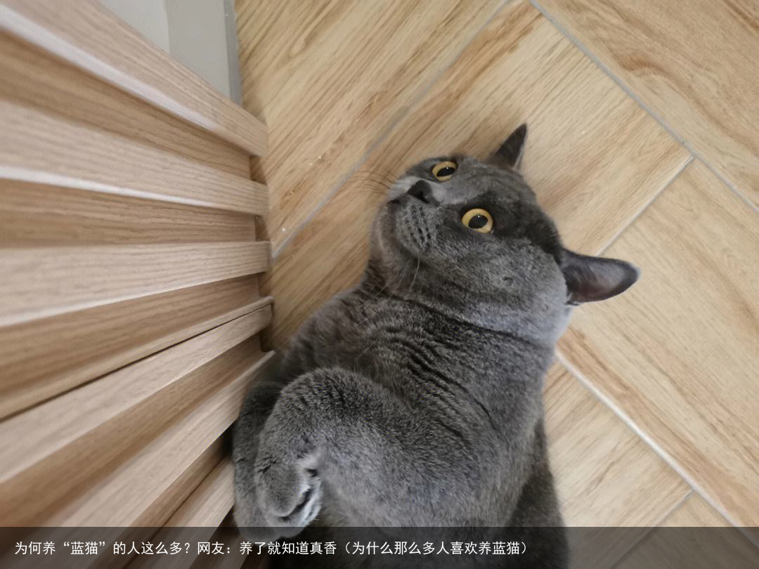 为何养“蓝猫”的人这么多？网友：养了就知道真香（为什么那么多人喜欢养蓝猫）