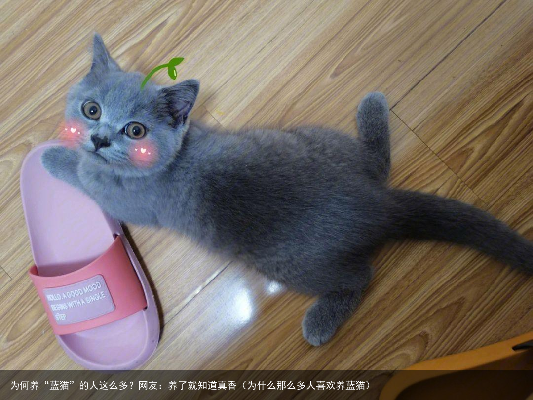 为何养“蓝猫”的人这么多？网友：养了就知道真香（为什么那么多人喜欢养蓝猫）