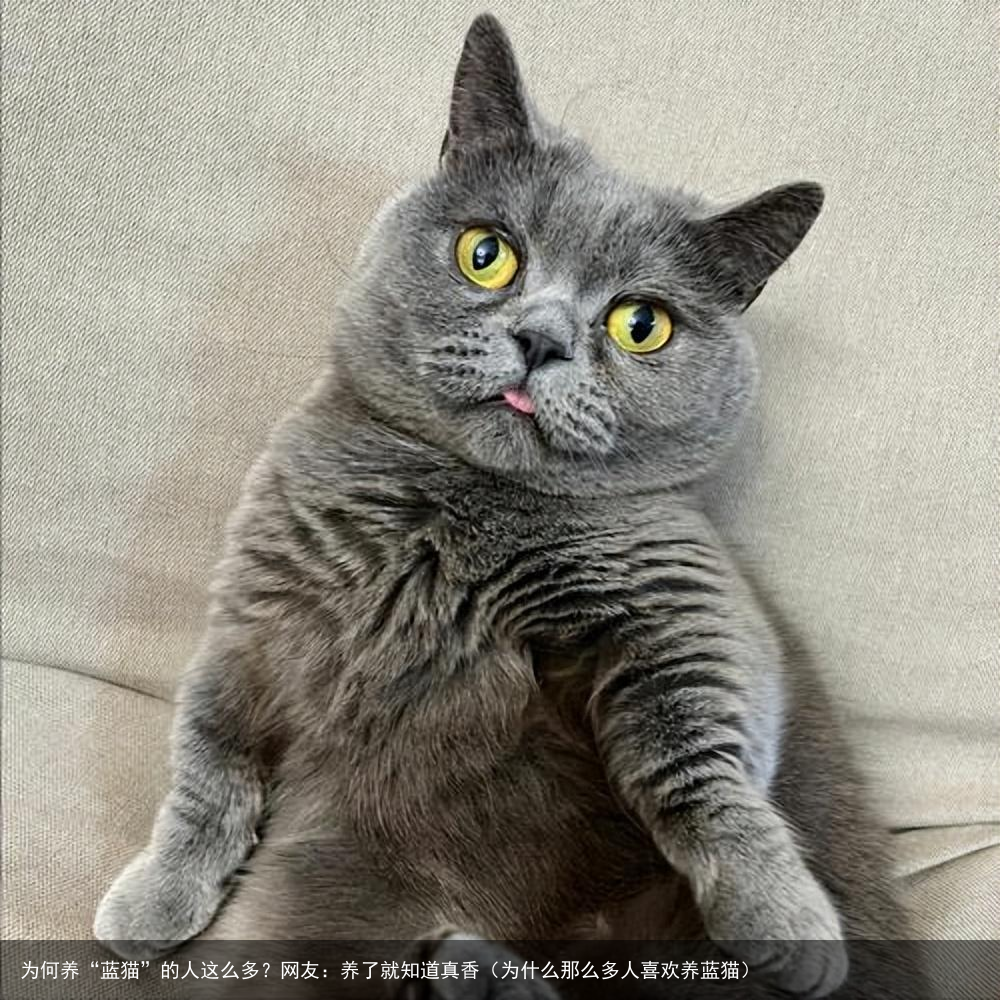 为何养“蓝猫”的人这么多？网友：养了就知道真香（为什么那么多人喜欢养蓝猫）