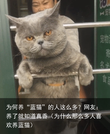 为何养“蓝猫”的人这么多？网友：养了就知道真香（为什么那么多人喜欢养蓝猫）