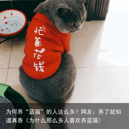 为何养“蓝猫”的人这么多？网友：养了就知道真香（为什么那么多人喜欢养蓝猫）