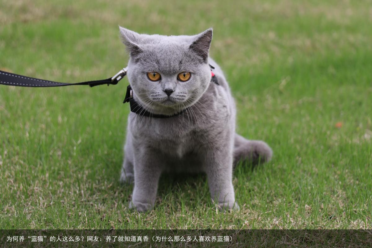 为何养“蓝猫”的人这么多？网友：养了就知道真香（为什么那么多人喜欢养蓝猫）