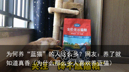 为何养“蓝猫”的人这么多？网友：养了就知道真香（为什么那么多人喜欢养蓝猫）