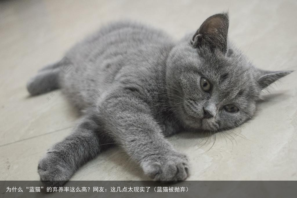 为什么“蓝猫”的弃养率这么高？网友：这几点太现实了（蓝猫被抛弃）