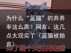 为什么“蓝猫”的弃养率这么高？网友：这几点太现实了（蓝猫被抛弃）