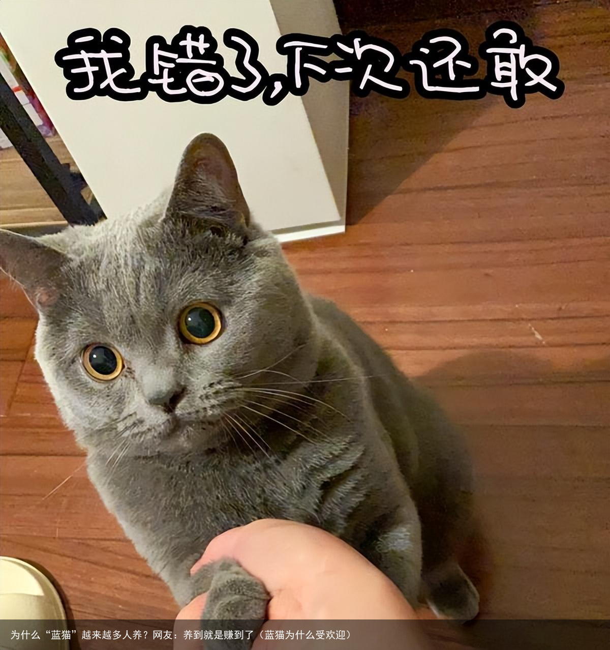 为什么“蓝猫”越来越多人养？网友：养到就是赚到了（蓝猫为什么受欢迎）