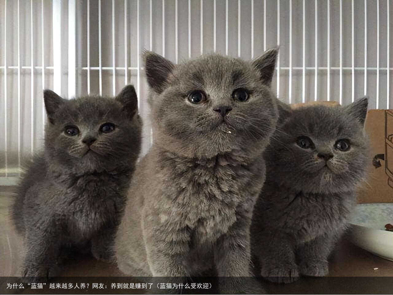 为什么“蓝猫”越来越多人养？网友：养到就是赚到了（蓝猫为什么受欢迎）