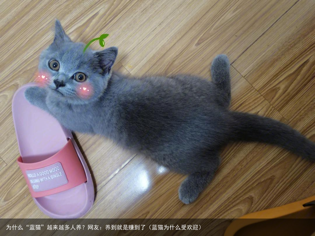 为什么“蓝猫”越来越多人养？网友：养到就是赚到了（蓝猫为什么受欢迎）
