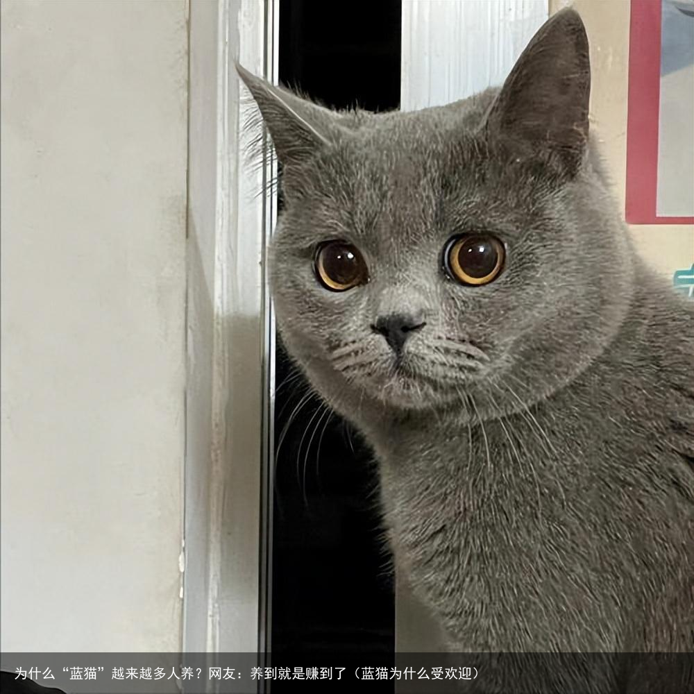 为什么“蓝猫”越来越多人养？网友：养到就是赚到了（蓝猫为什么受欢迎）