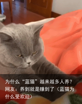 为什么“蓝猫”越来越多人养？网友：养到就是赚到了（蓝猫为什么受欢迎）