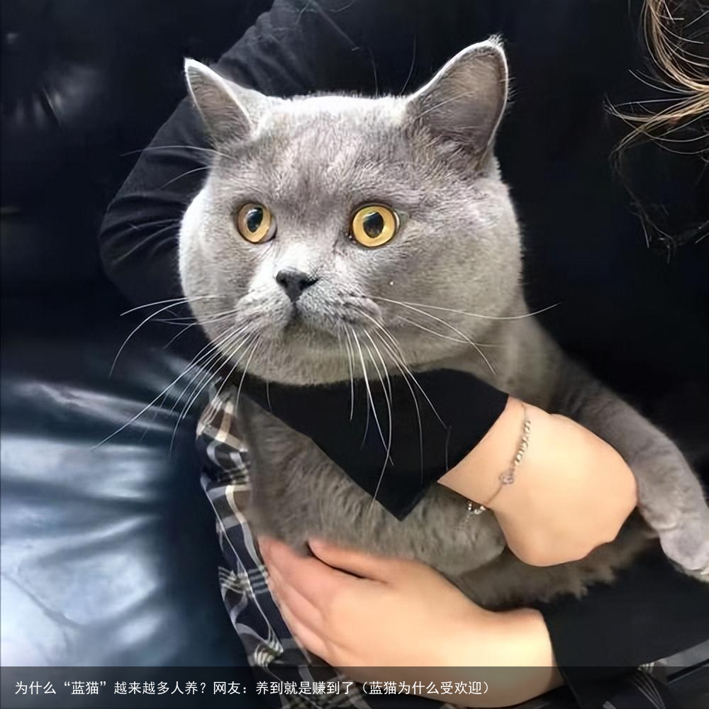为什么“蓝猫”越来越多人养？网友：养到就是赚到了（蓝猫为什么受欢迎）