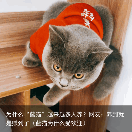 为什么“蓝猫”越来越多人养？网友：养到就是赚到了（蓝猫为什么受欢迎）