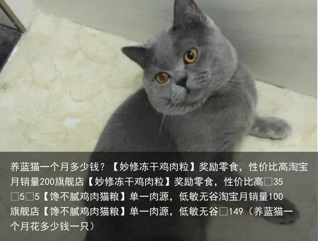 养蓝猫一个月多少钱？（养蓝猫一个月花多少钱一只）