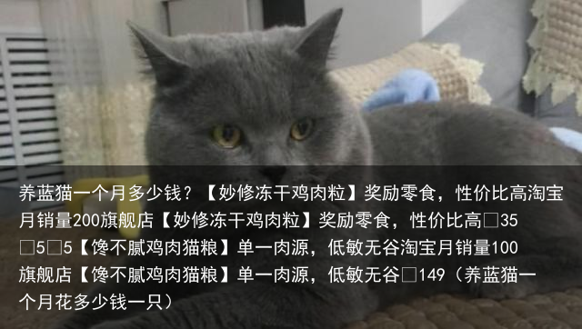 养蓝猫一个月多少钱？（养蓝猫一个月花多少钱一只）
