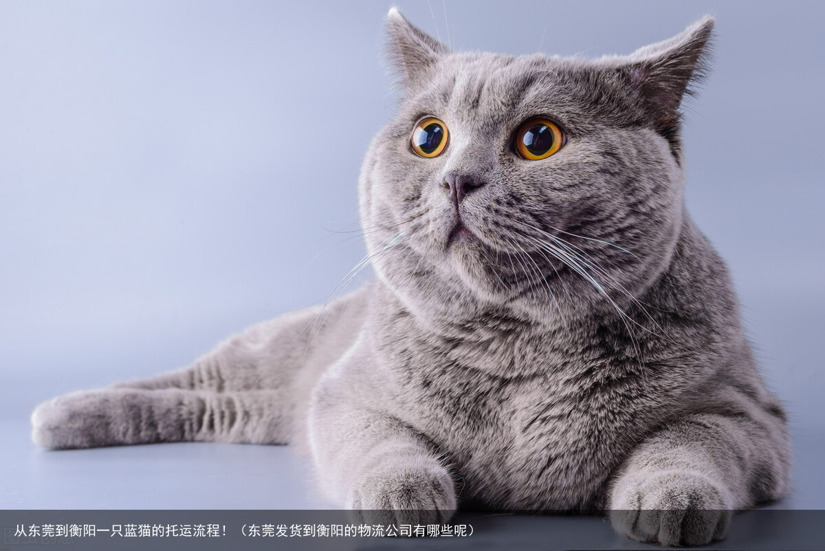 从东莞到衡阳一只蓝猫的托运流程！（东莞发货到衡阳的物流公司有哪些呢）