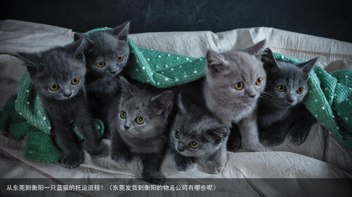 从东莞到衡阳一只蓝猫的托运流程！（东莞发货到衡阳的物流公司有哪些呢）