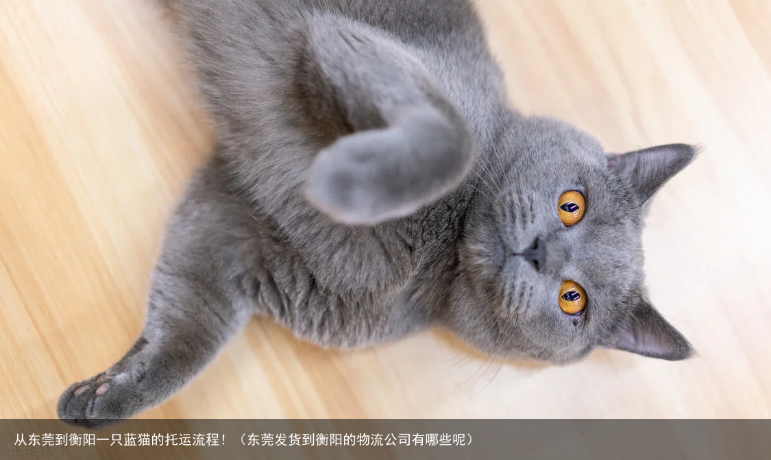 从东莞到衡阳一只蓝猫的托运流程！（东莞发货到衡阳的物流公司有哪些呢）
