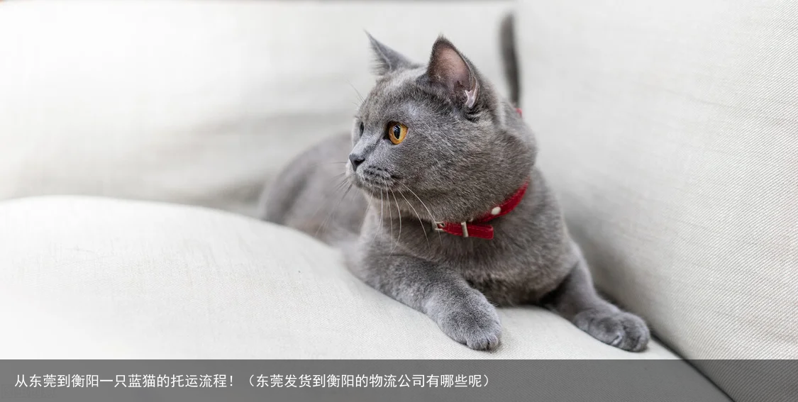从东莞到衡阳一只蓝猫的托运流程！（东莞发货到衡阳的物流公司有哪些呢）