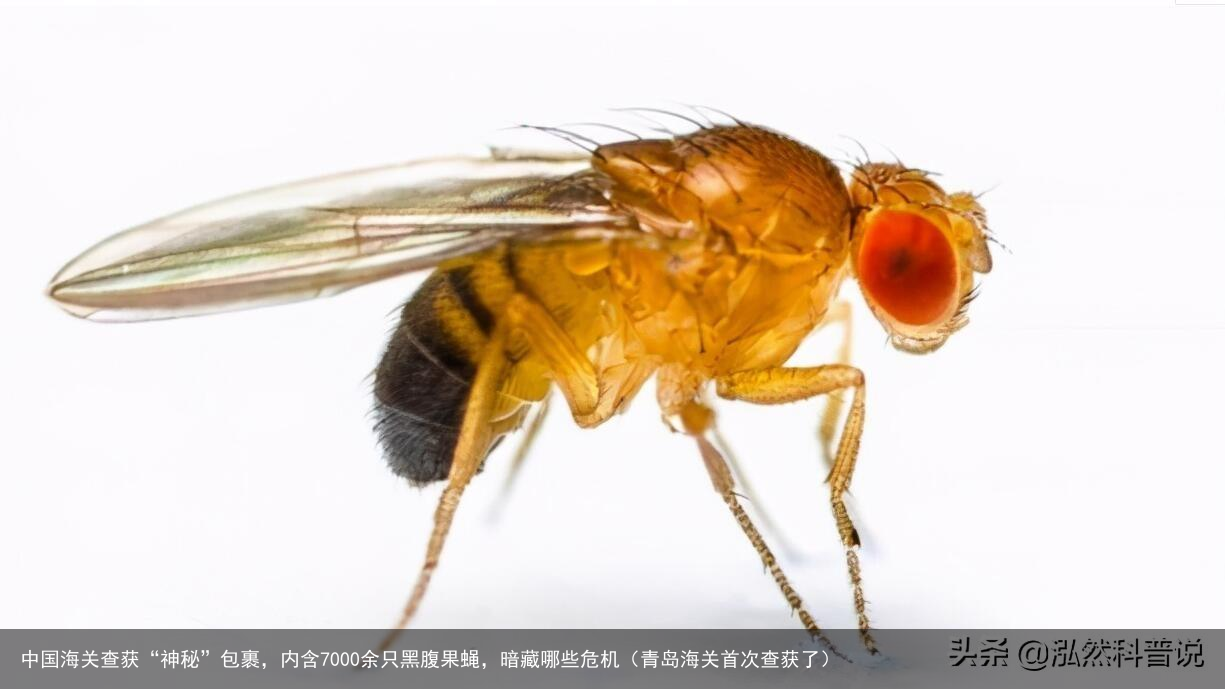 中国海关查获“神秘”包裹，内含7000余只黑腹果蝇，暗藏哪些危机（青岛海关首次查获了）