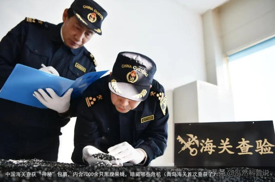 中国海关查获“神秘”包裹，内含7000余只黑腹果蝇，暗藏哪些危机（青岛海关首次查获了）