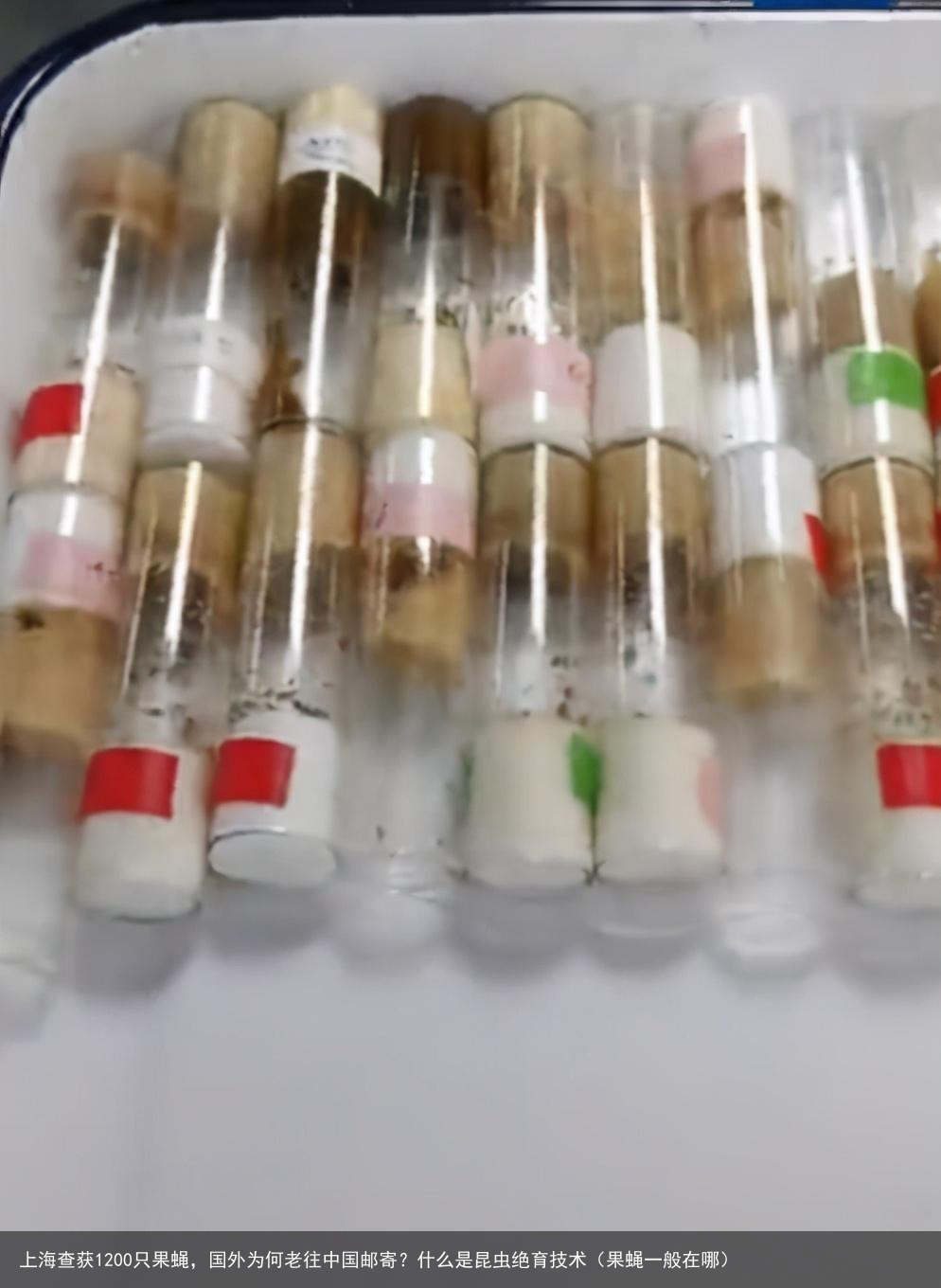 上海查获1200只果蝇，国外为何老往中国邮寄？什么是昆虫绝育技术（果蝇一般在哪）