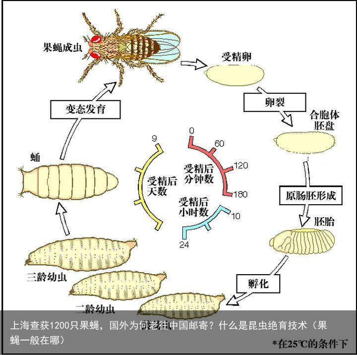 上海查获1200只果蝇，国外为何老往中国邮寄？什么是昆虫绝育技术（果蝇一般在哪）