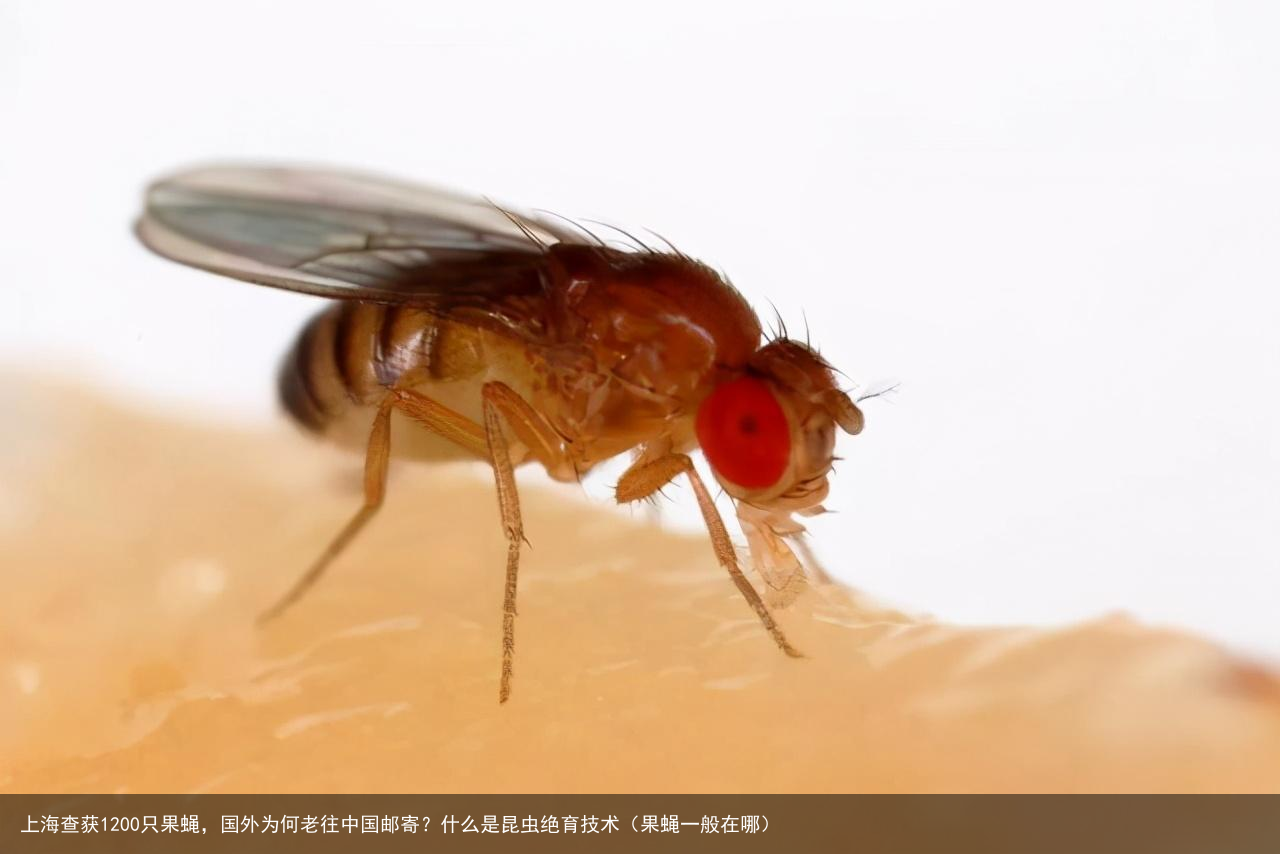 上海查获1200只果蝇，国外为何老往中国邮寄？什么是昆虫绝育技术（果蝇一般在哪）