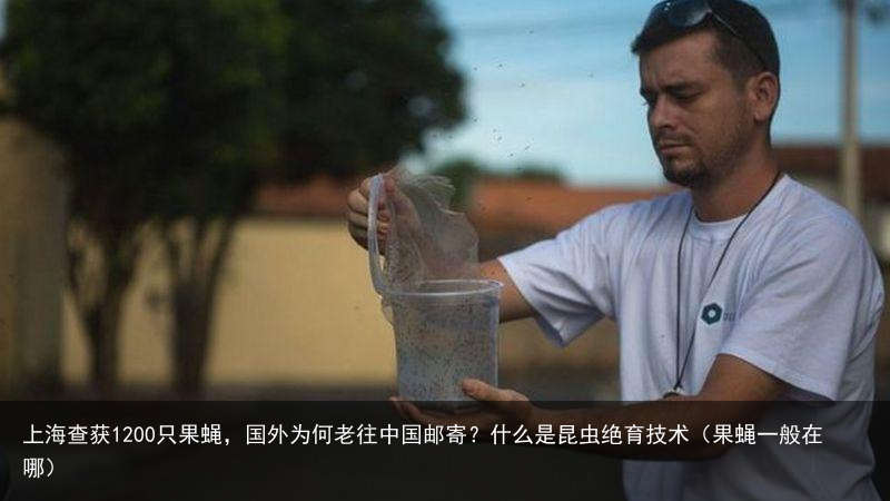 上海查获1200只果蝇，国外为何老往中国邮寄？什么是昆虫绝育技术（果蝇一般在哪）
