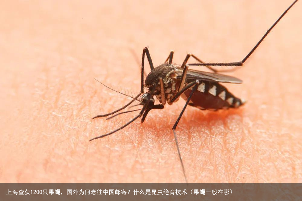 上海查获1200只果蝇，国外为何老往中国邮寄？什么是昆虫绝育技术（果蝇一般在哪）