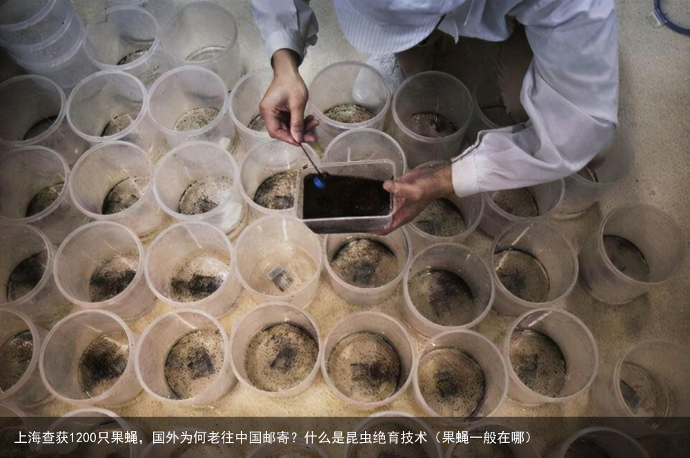 上海查获1200只果蝇，国外为何老往中国邮寄？什么是昆虫绝育技术（果蝇一般在哪）