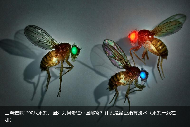 上海查获1200只果蝇，国外为何老往中国邮寄？什么是昆虫绝育技术（果蝇一般在哪）