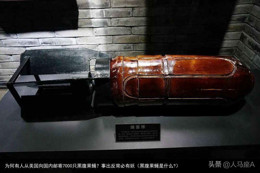 为何有人从美国向国内邮寄7000只黑腹果蝇？事出反常必有妖（黑腹果蝇是什么?）