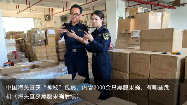 中国海关查获“神秘”包裹，内含7000余只黑腹果蝇，有哪些危机（海关查获黑腹果蝇后续）