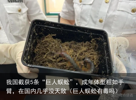 我国截获5条“巨人蜈蚣”，成年体型粗如手臂，在国内几乎没天敌（巨人蜈蚣有毒吗）