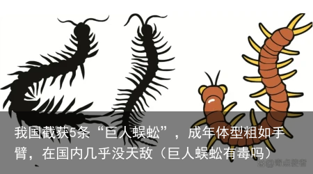 我国截获5条“巨人蜈蚣”，成年体型粗如手臂，在国内几乎没天敌（巨人蜈蚣有毒吗）