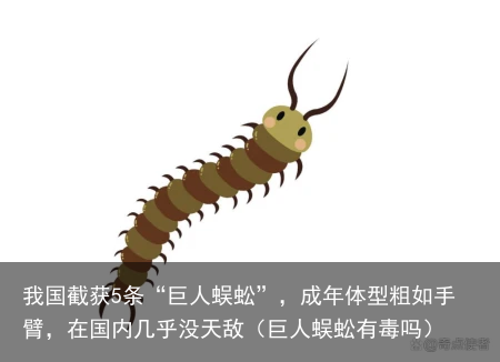 我国截获5条“巨人蜈蚣”，成年体型粗如手臂，在国内几乎没天敌（巨人蜈蚣有毒吗）