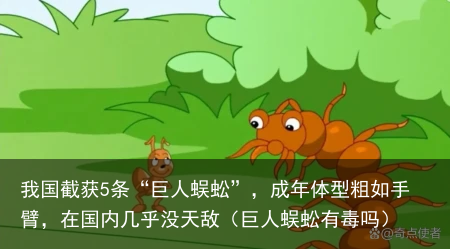 我国截获5条“巨人蜈蚣”，成年体型粗如手臂，在国内几乎没天敌（巨人蜈蚣有毒吗）