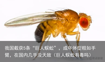 我国截获5条“巨人蜈蚣”，成年体型粗如手臂，在国内几乎没天敌（巨人蜈蚣有毒吗）