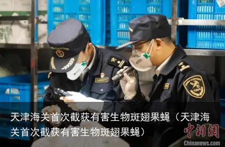 天津海关首次截获有害生物斑翅果蝇（天津海关首次截获有害生物斑翅果蝇）
