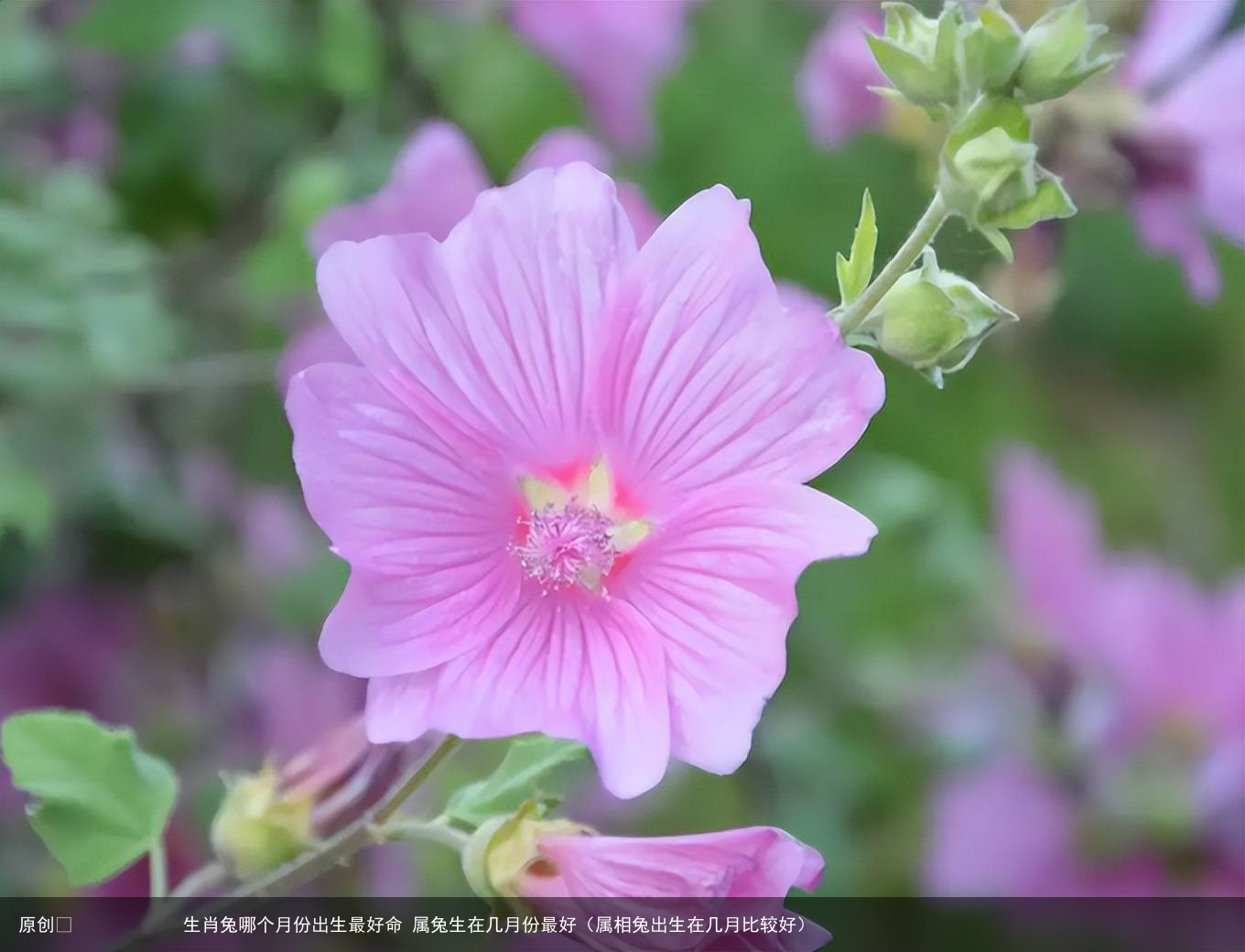 生肖兔哪个月份出生最好命 属兔生在几月份最好（属相兔出生在几月比较好）