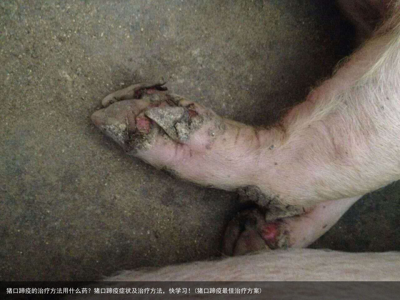 猪口蹄疫的治疗方法用什么药？猪口蹄疫症状及治疗方法，快学习！(猪口蹄疫最佳治疗方案)