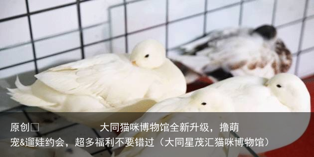 大同猫咪博物馆全新升级，撸萌宠&遛娃约会，超多福利不要错过（大同星茂汇猫咪博物馆）