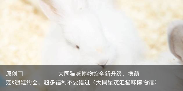 大同猫咪博物馆全新升级，撸萌宠&遛娃约会，超多福利不要错过（大同星茂汇猫咪博物馆）
