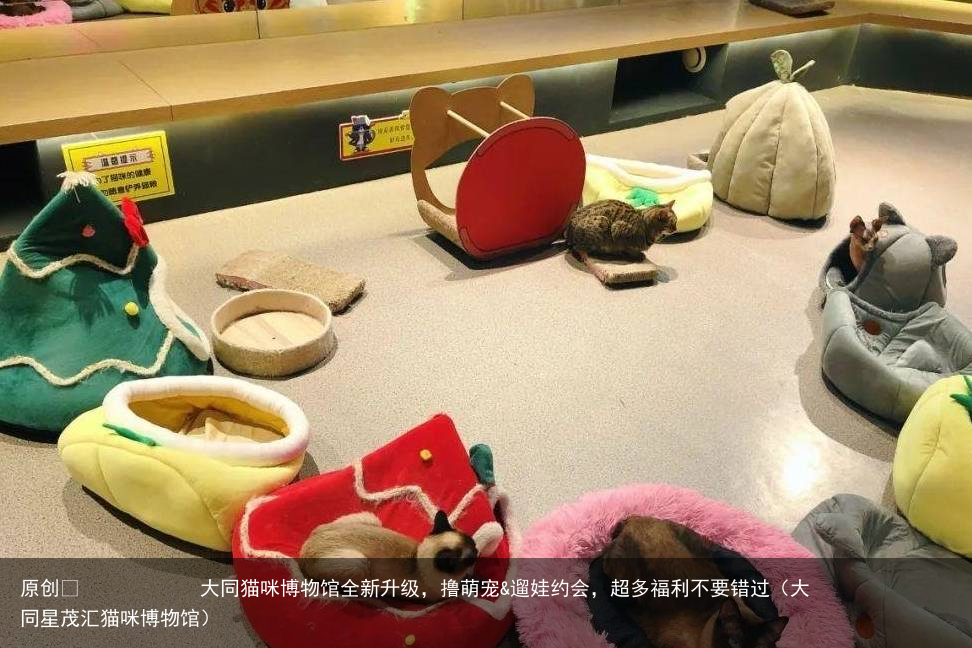 大同猫咪博物馆全新升级，撸萌宠&遛娃约会，超多福利不要错过（大同星茂汇猫咪博物馆）