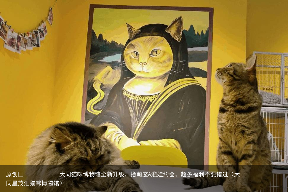大同猫咪博物馆全新升级，撸萌宠&遛娃约会，超多福利不要错过（大同星茂汇猫咪博物馆）