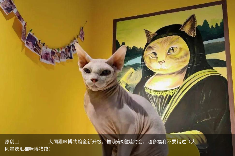 大同猫咪博物馆全新升级，撸萌宠&遛娃约会，超多福利不要错过（大同星茂汇猫咪博物馆）