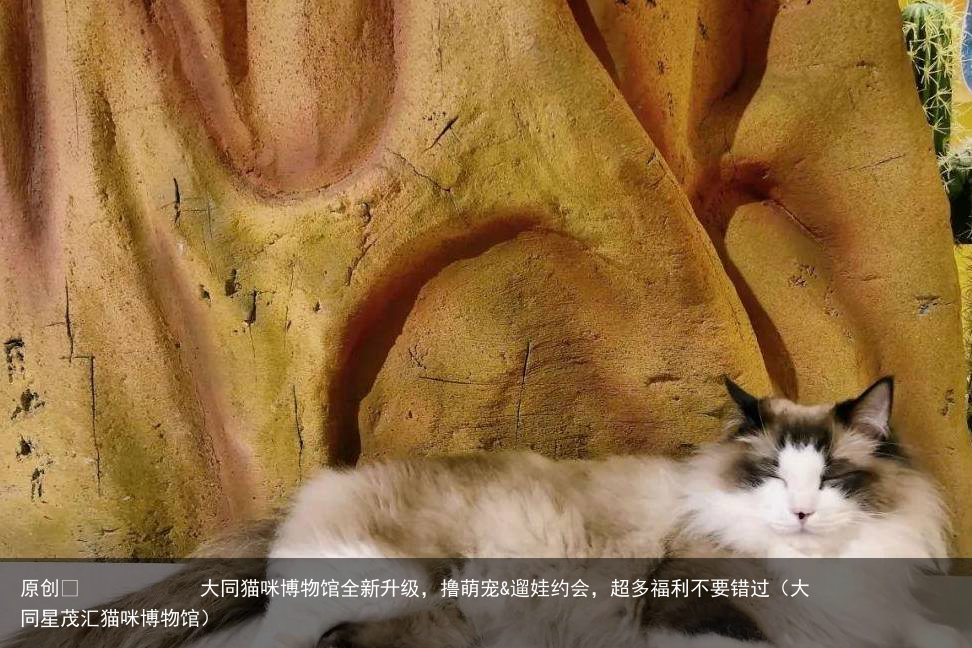 大同猫咪博物馆全新升级，撸萌宠&遛娃约会，超多福利不要错过（大同星茂汇猫咪博物馆）
