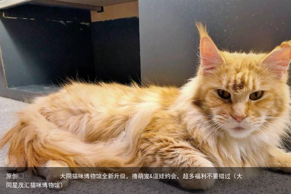 大同猫咪博物馆全新升级，撸萌宠&遛娃约会，超多福利不要错过（大同星茂汇猫咪博物馆）