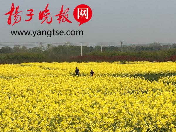 16米高瞭望塔建成，有防火功能，句容唐陵春景还尽收眼底(瞭望塔多少钱一座)